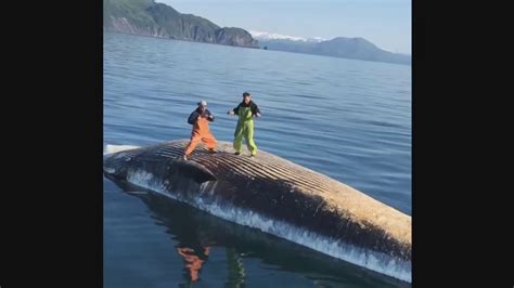 blue whale next to person