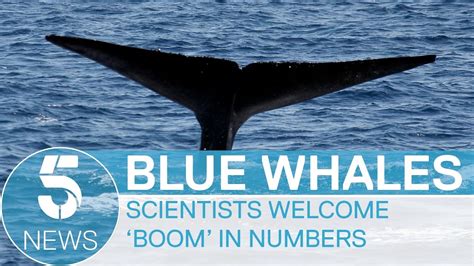blue whale number in the wild