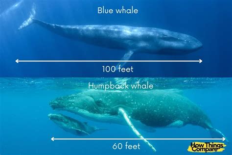 blue whale vs humpback