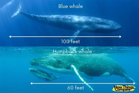 blue whale vs humpback whale size comparison