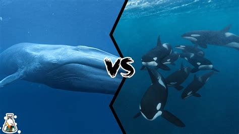 blue whale vs killer whale