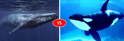 blue whale vs killer whale fight