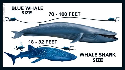blue whale vs whale shark size comparison