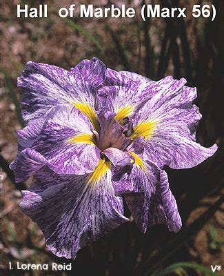 mirukumura.store:blue white marbled iris