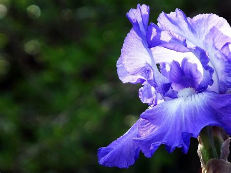 blue white marbled iris