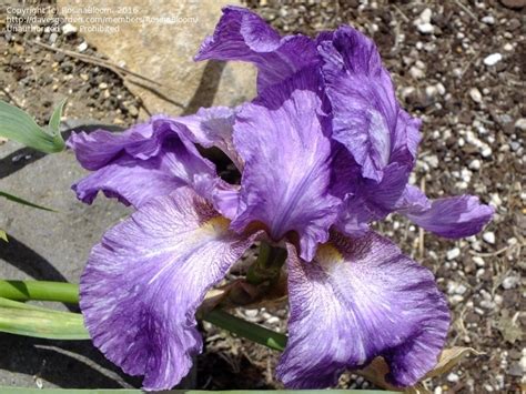 blue white marbled iris