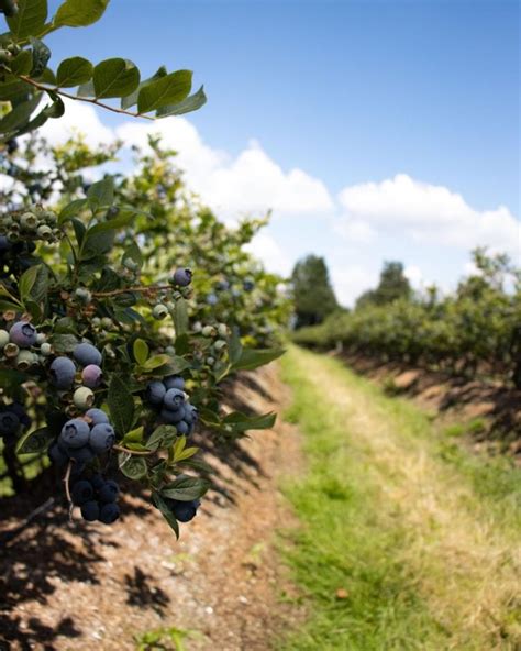 blueberries for sale near me farm