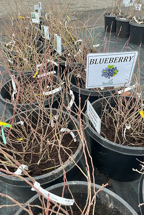 Blueberries Growing Root