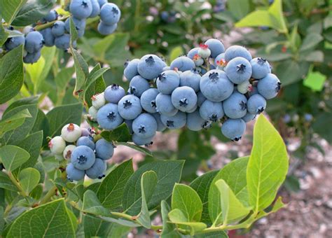Blueberries Usda