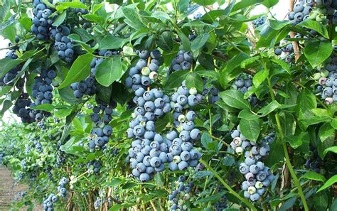 blueberry farms in southwest michigan