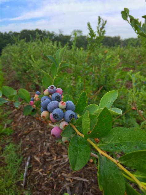 blueberry farms in texas