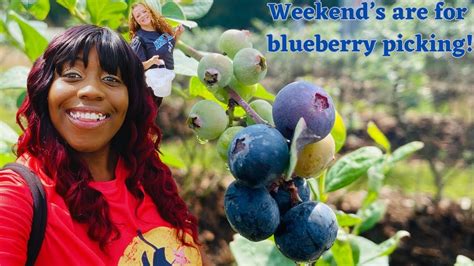 Brooksville Ridge Blueberries Florida UPick Blueberry Farm