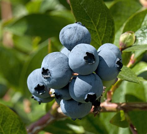 blueberry plants
