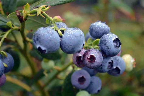 blueberry plants for sale adelaide