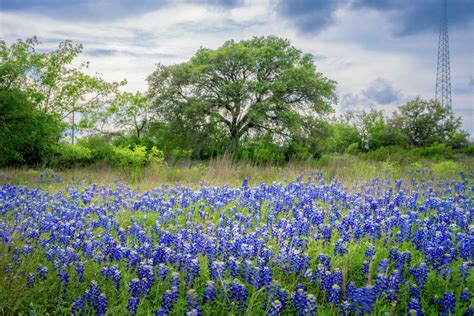Bluebonnets at Lady Bird Johnson Wildflower Center