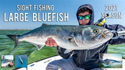bluefish season long island