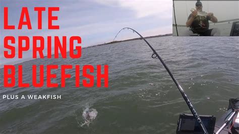 bluefish weakfish new jersey