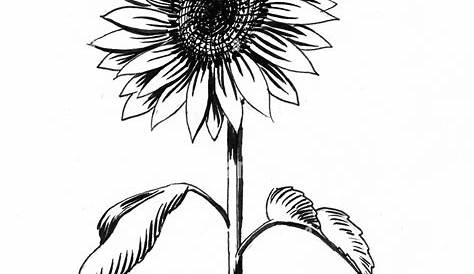 Botanical Line Drawing, Flower Line Drawings, Flower Sketches, Line Art