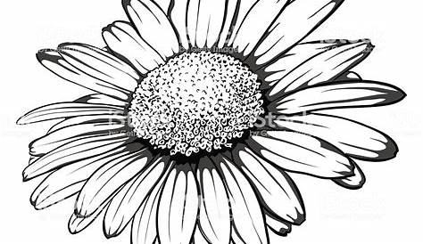beautiful monochrome, black and white daisy flower isolated. for