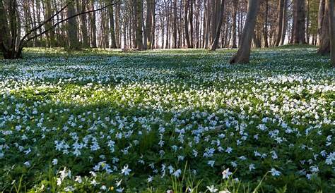 Pflanze der Woche: Blütenteppich im Frühlingswald - HalleSpektrum.de