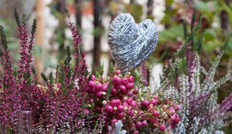 Winterharte Blumen: Die robusten Top 10 für Ihren Garten | Winterharte