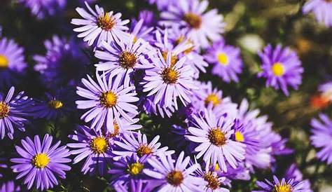 1000+ images about Herbstblumen on Pinterest | Plants that repel