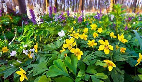 Frühlingsblumen im Wald stockbild. Bild von szene, frühjahr - 112069743