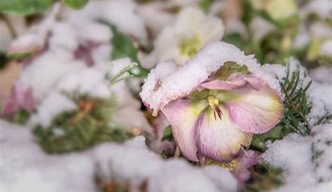 Winterblüher – 10 Pflanzen, die den Garten im Winter verzaubern