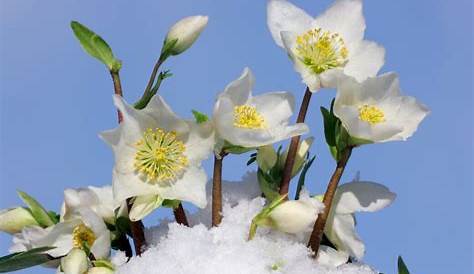 Blüten im Winter Foto & Bild | pflanzen, pilze & flechten, blüten