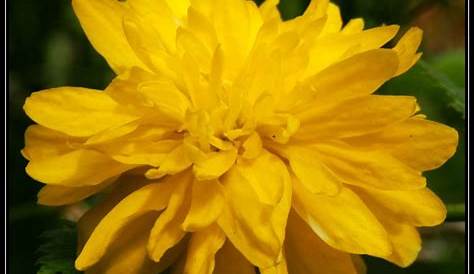 Gelbe Gauklerblume (Mimulus luteus) - perfekte Stauden & Ratgeber
