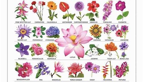 Die 9 besten Ideen zu Namen von Blumen | namen von blumen, blumen