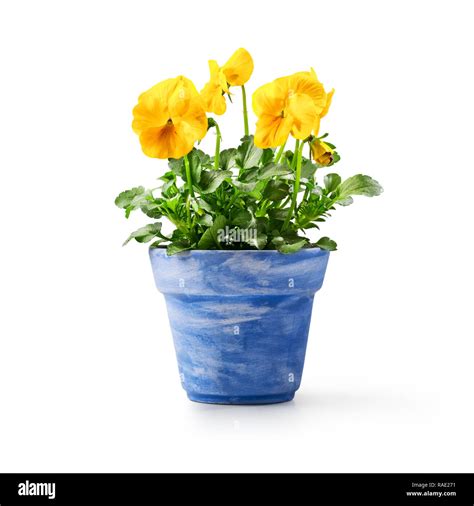 ein großer Blumentopf mit Pflanzen für dunkle Räume in einem modernen