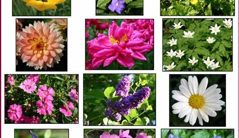 Diese Blumenarten von A-Z mit Bild verschönern Haus & Garten - Teil 2