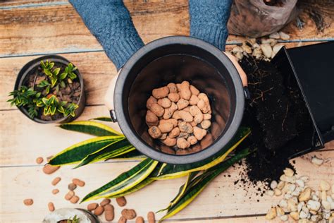 Pilze im Blumentopf » Ursachen und Maßnahmen zur Bekämpfung
