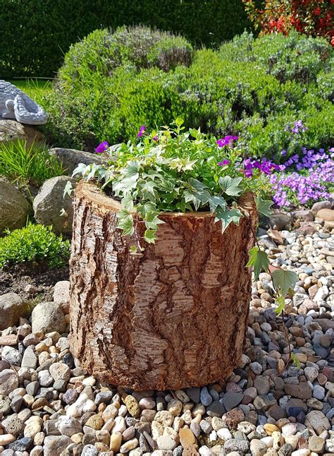 am Baumstamm Foto & Bild pflanzen, pilze & flechten, pilze & flechten