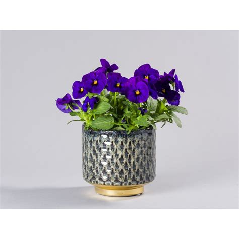 BUTLERS Blumentopf »GOLDEN TOUCH«, Mehrfarbig online kaufen OTTO