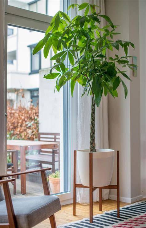 Pflanzen Für Bodentiefe Fenster Wohnung Pflanzen von Blumentopf Ideen
