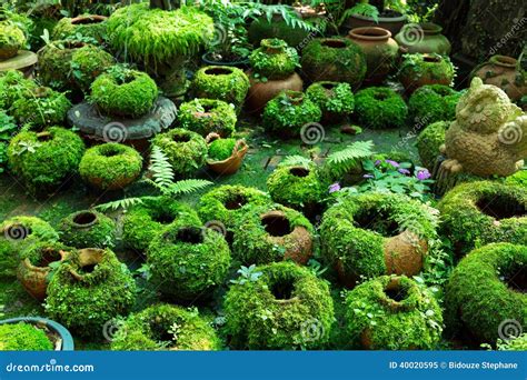 Blumentöpfe Bedeckt Mit Moos Stockbild Bild von frech, betrieb 40020595