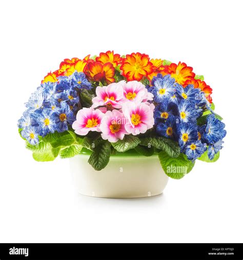 Frühling Blumen. Blumentopf mit Primel Primula Blume isoliert auf