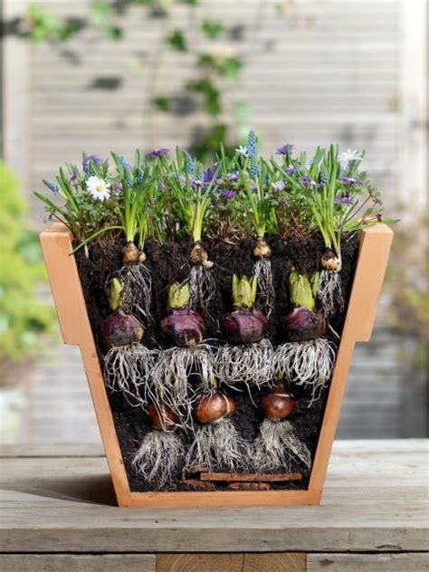 Hügel Oxidieren Störung blumentopf für ohrenkneifer Wiege Umarmung Solo