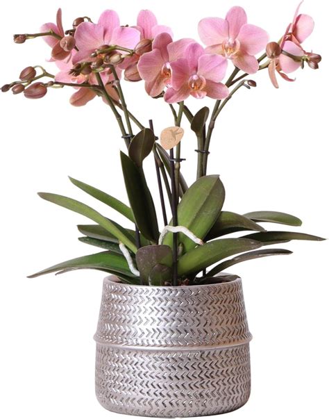 Suchergebnis auf Amazon.de für blumentopf silber