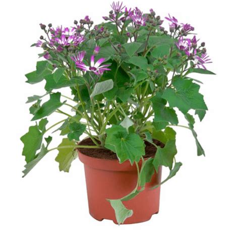 Blumenkübel Blumentopf Pflanztopf Stern aus Magnesia grau Amazon.de