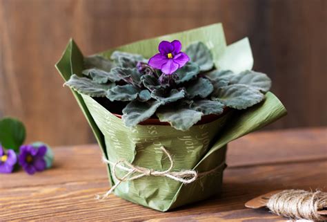 Blumentopf verpacken » So wird der Kübel zum idealen Geschenk