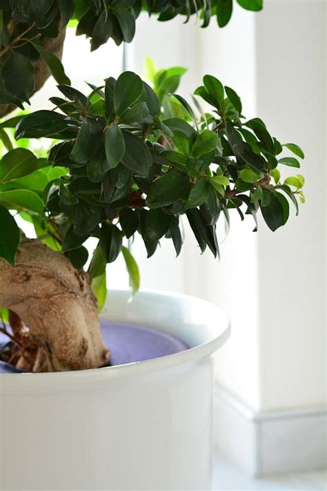 DIY Blumentöpfe selber machen schöne Upcycling Idee Blumentöpfe