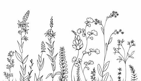 Hand drawn meadow flowers and herbs isolated on white. Vector