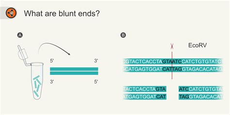 blunt end