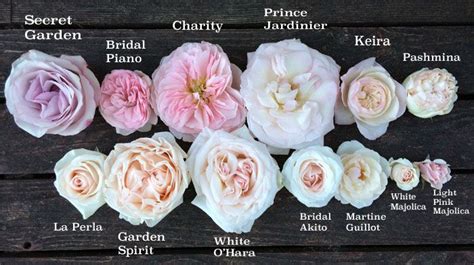 Blush Pink Rose Varieties