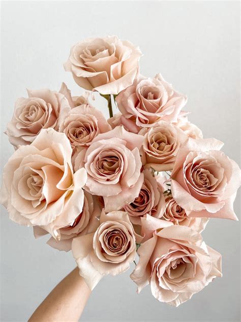Blush Roses: Secret Garden Beauty Unveiled