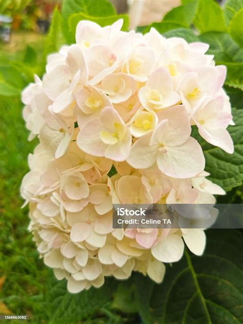 Blushing Bride Hydrangea Australia