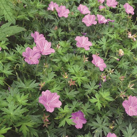 Blushing Turtle Geranium